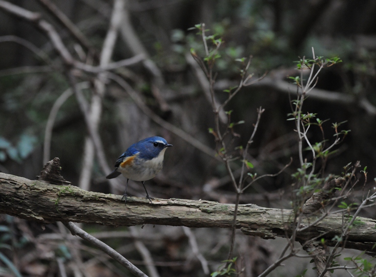 11/23のお山・ルリビタキ