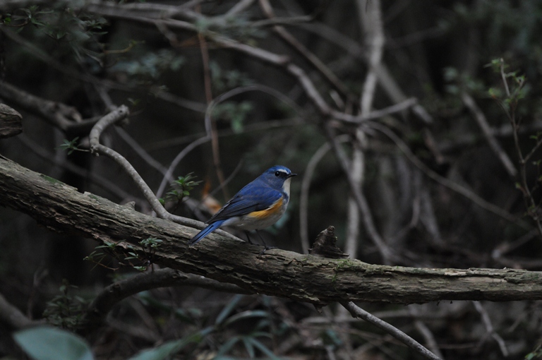 11/23のお山・ルリビタキ