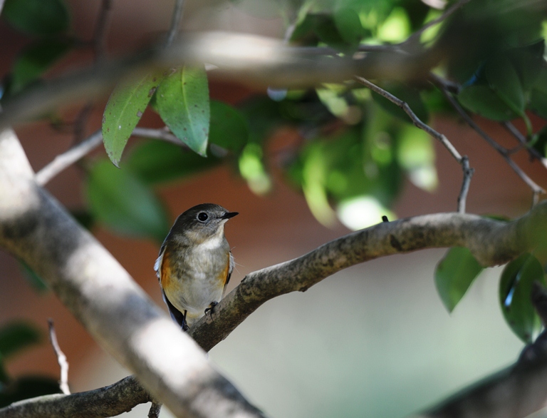１２/１のお山・ルリビタキ