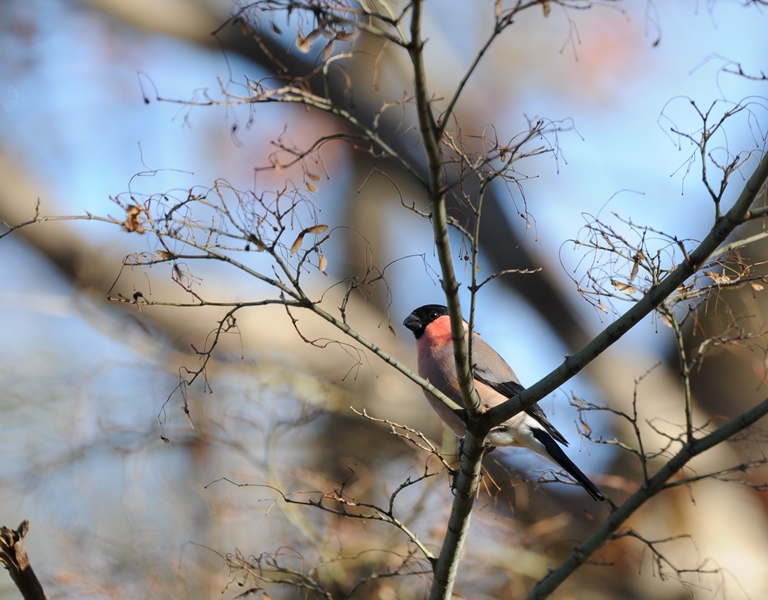 １２/７のお山・ウソ