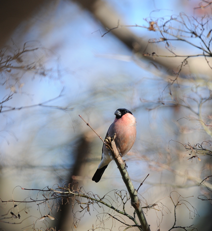 １２/７のお山・ウソ
