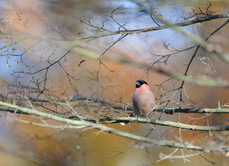 １２/７のお山・ウソ