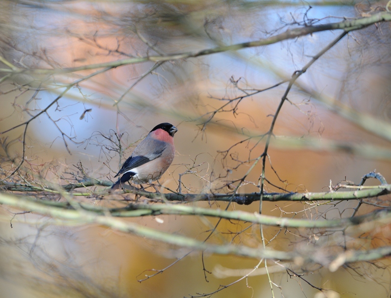 １２/７のお山・ウソ