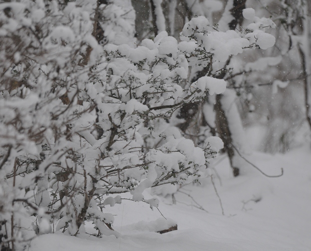 森は雪。