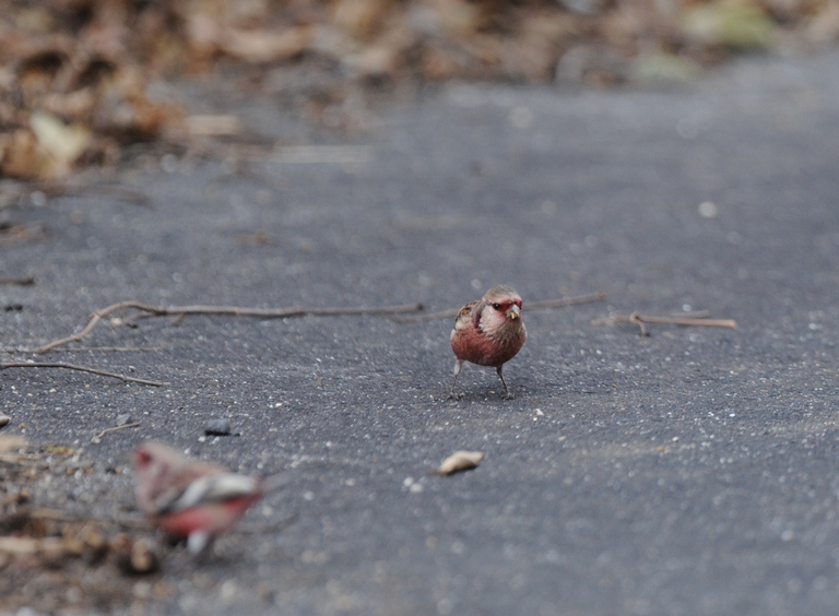 それから森へ。