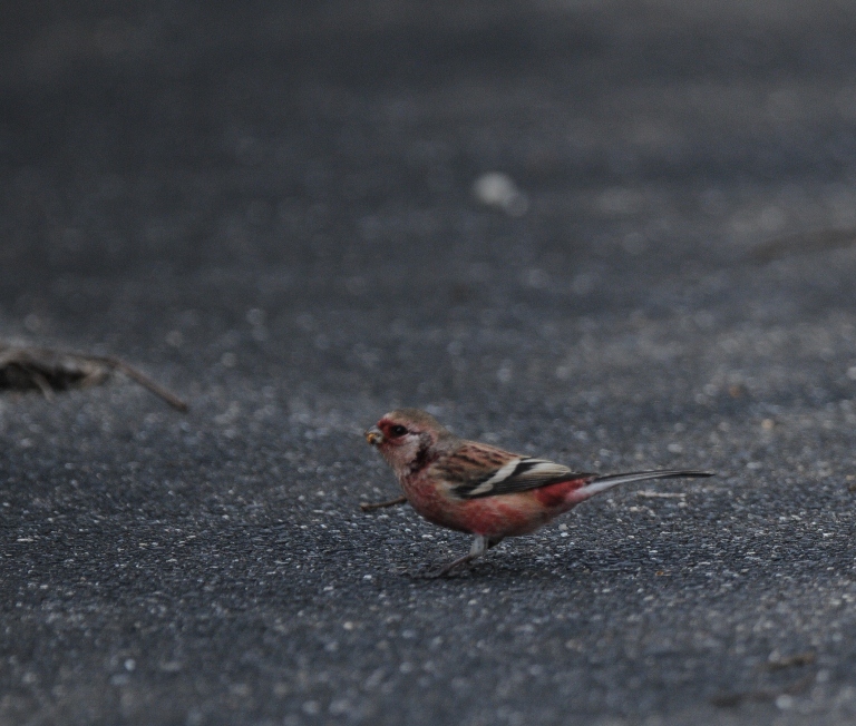 それから森へ。