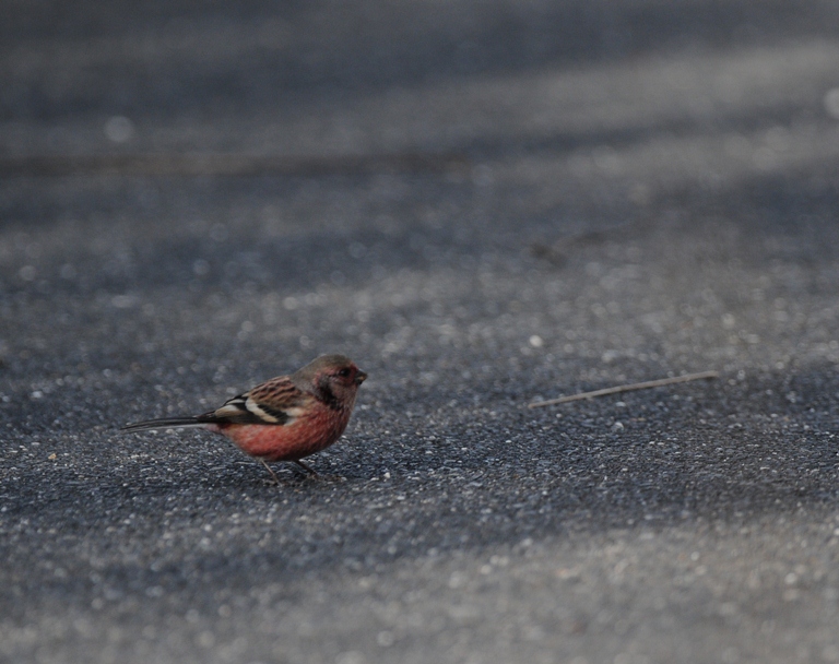それから森へ。