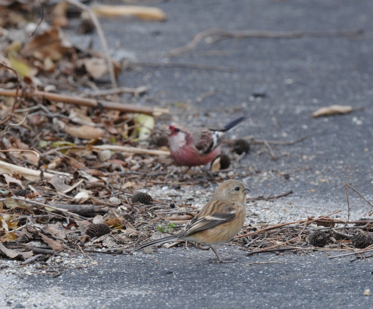 それから森へ。