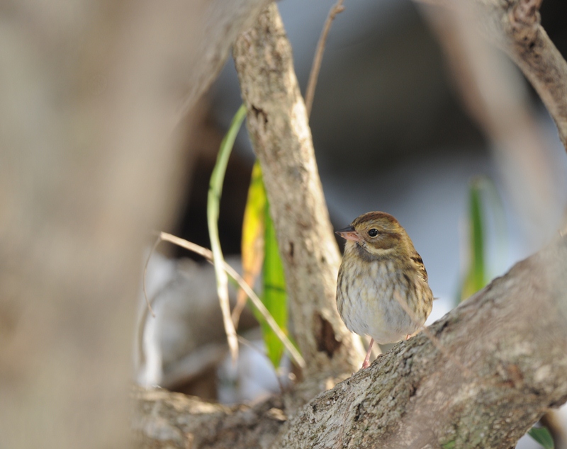 今日の鳥見。