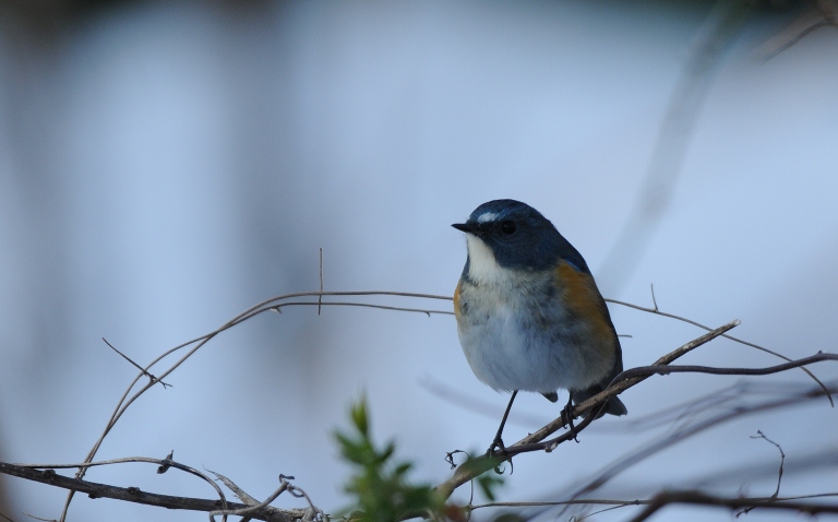 トラツグミ　№3