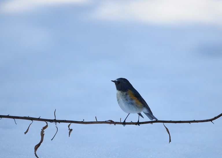 トラツグミ　№3