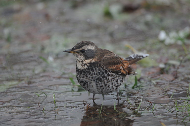 雪降る中の鳥見。