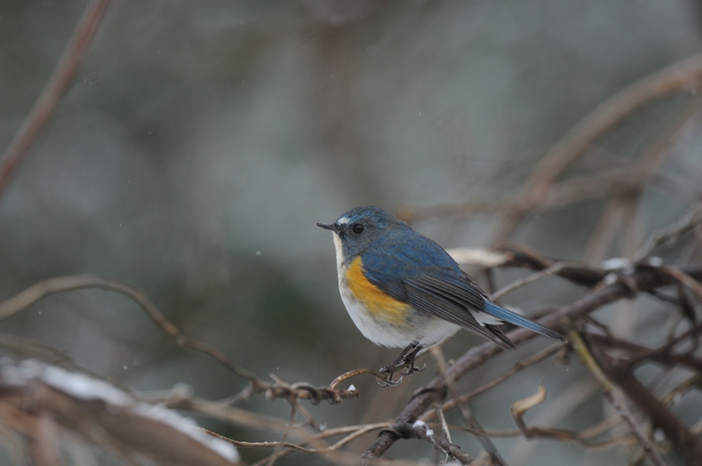 雪降る中の鳥見。
