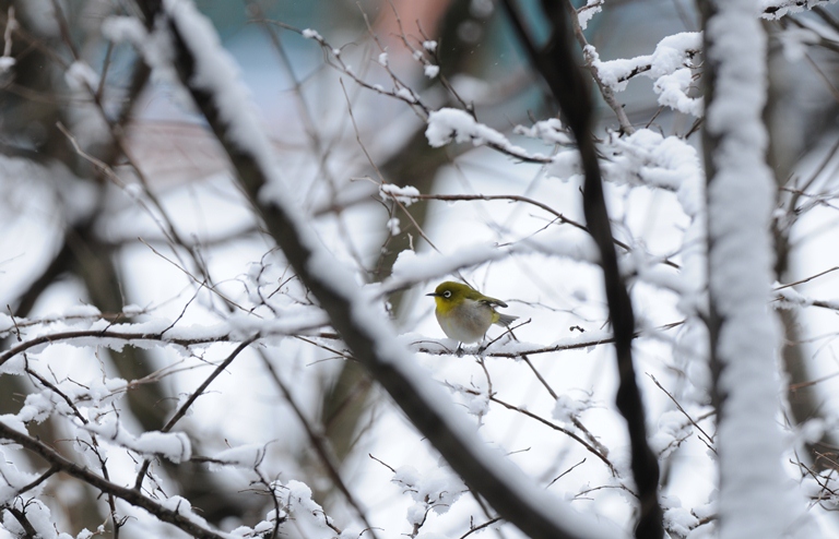 雪降る中の鳥見。