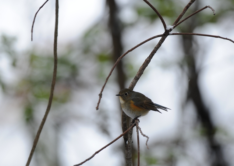 雪降る中の鳥見。