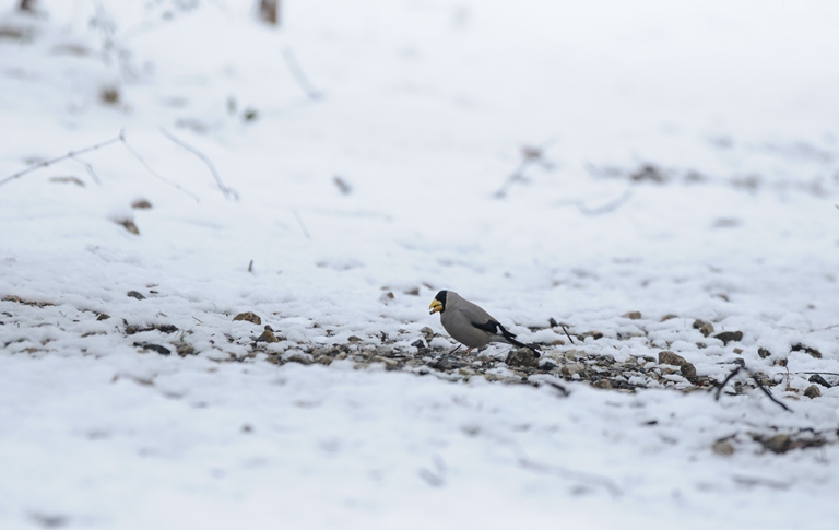 雪降る中の鳥見。