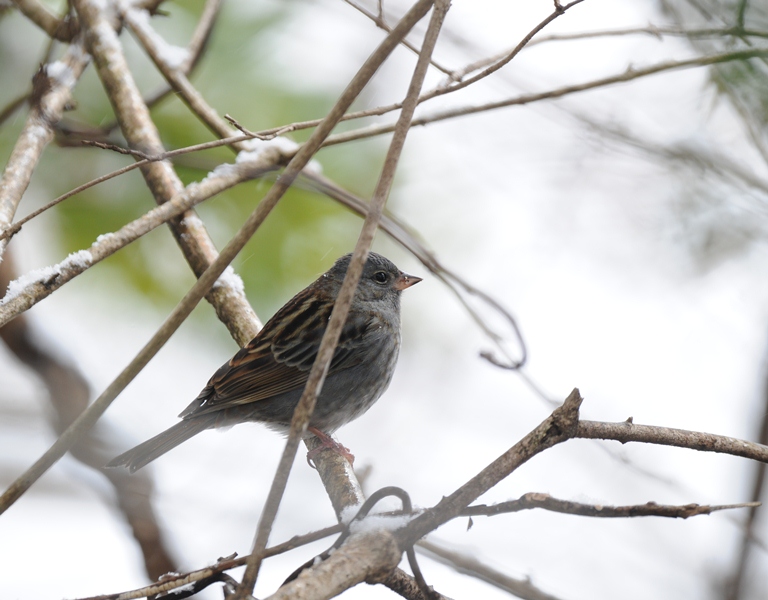 雪降る中の鳥見。