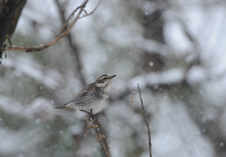 雪降る中の鳥見。
