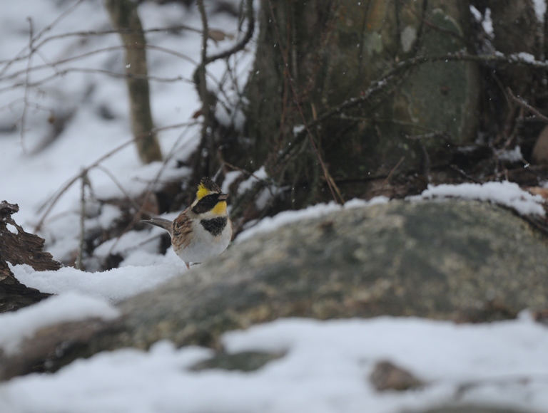 雪降る中の鳥見。