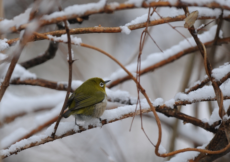 雪降る中の鳥見。
