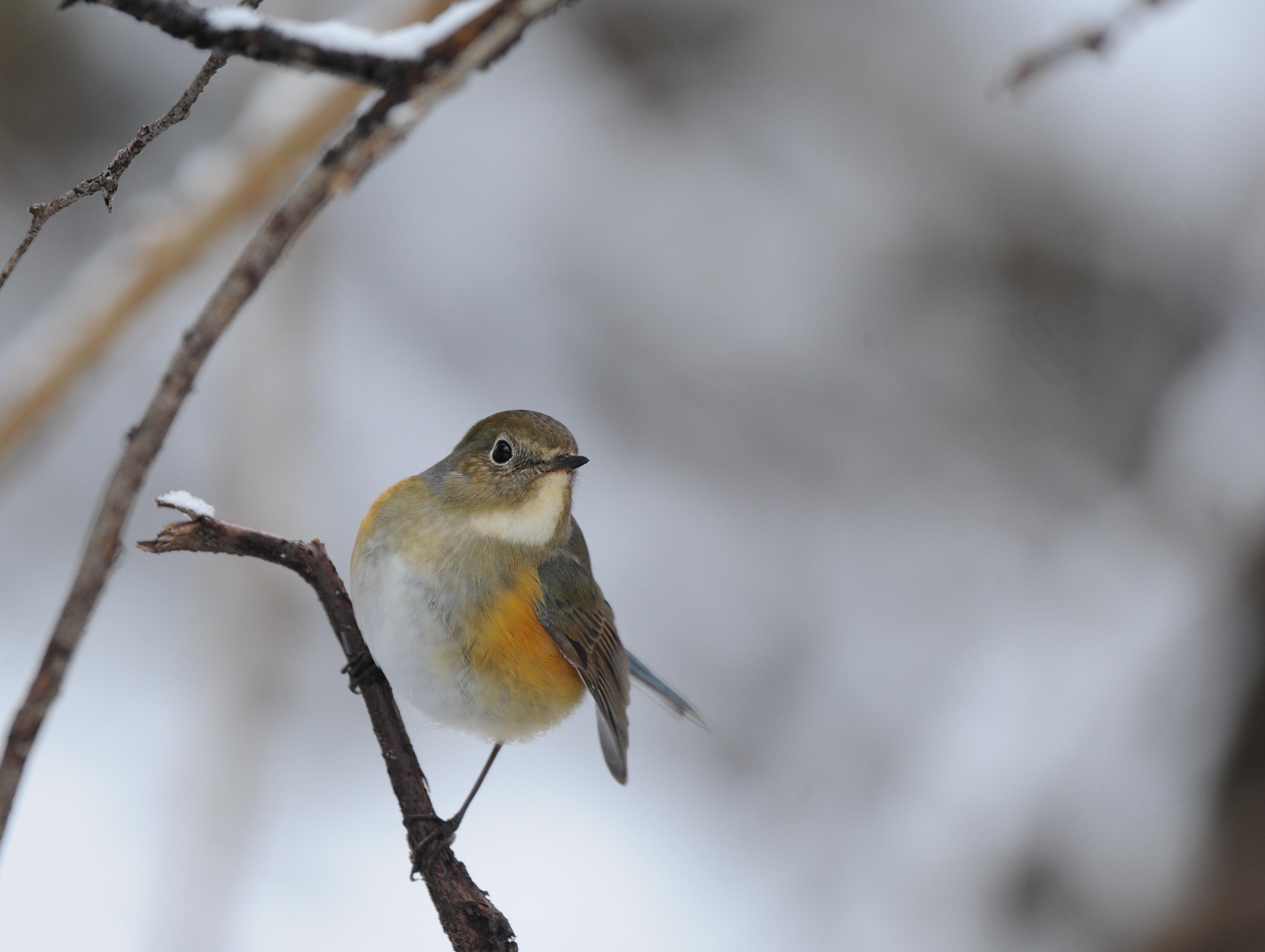 雪降る中の鳥見。