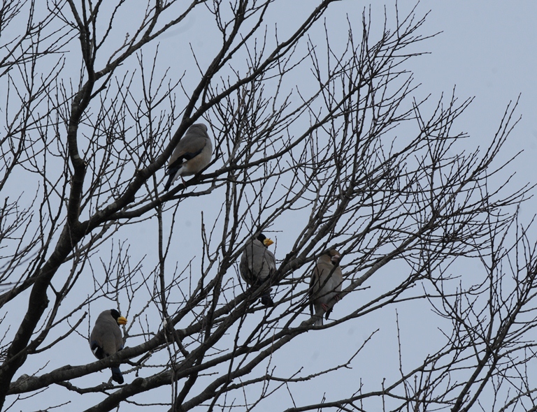 雪降る中の鳥見。
