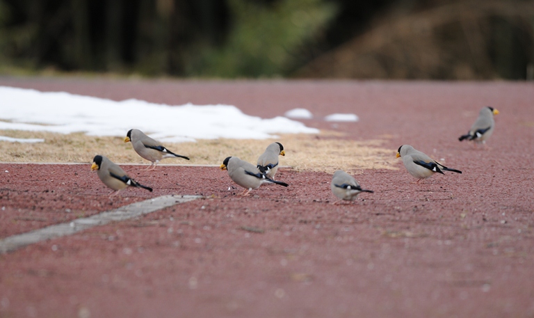 雪降る中の鳥見。