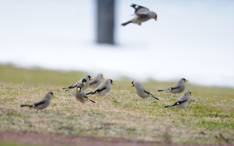 雪降る中の鳥見。