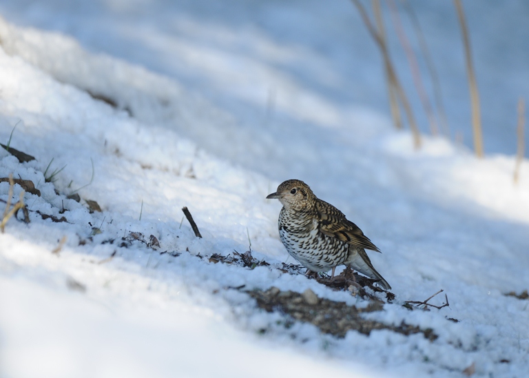 今日は？今日も？
