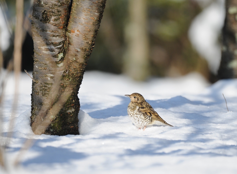 今日は？今日も？