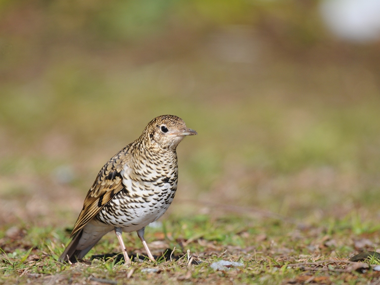 今日は？今日も？