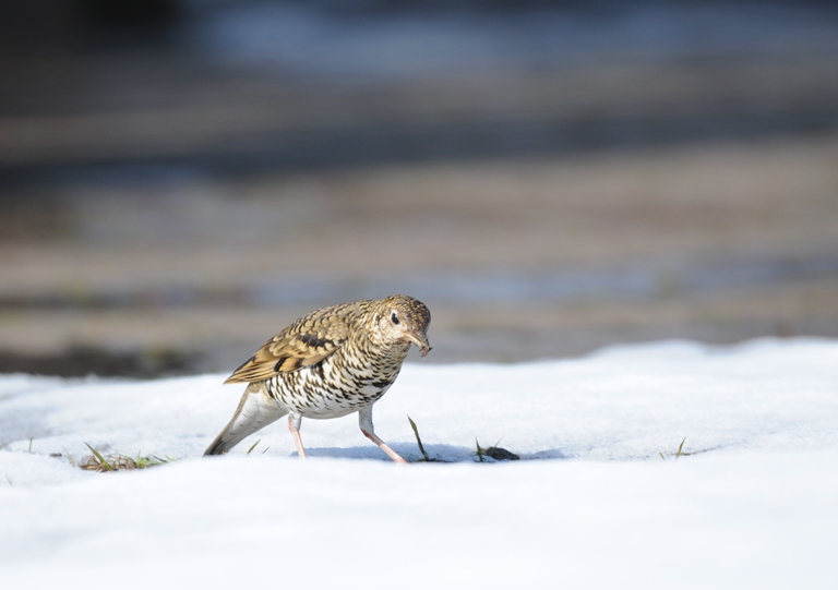 今日は？今日も？