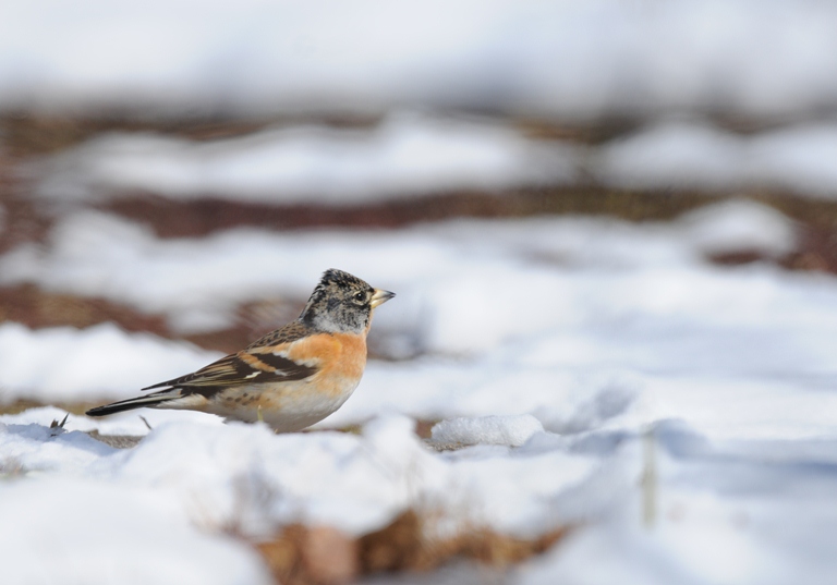 森のアトリ　2/11。