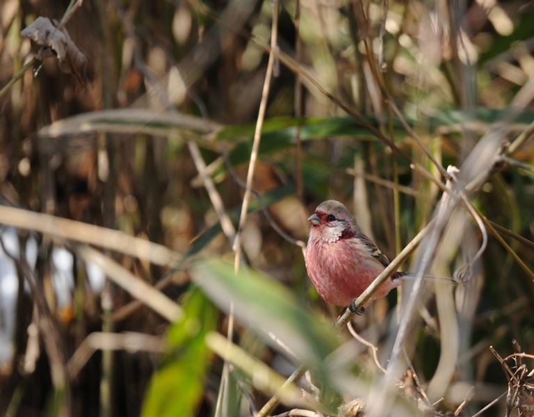森のベニマシコ　2/11.