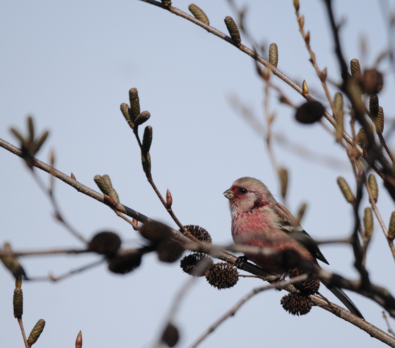 森のベニマシコ　2/11.