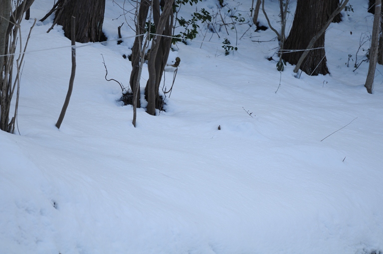 お山の雪　2/15。