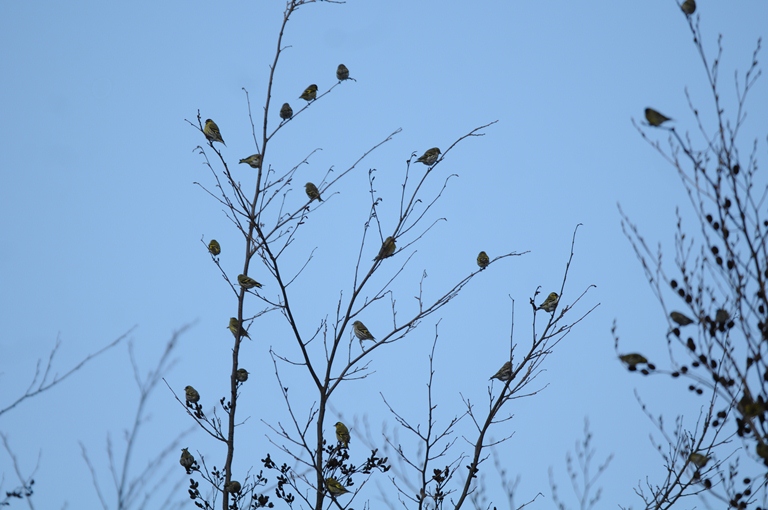 お山の鳥　2/15。