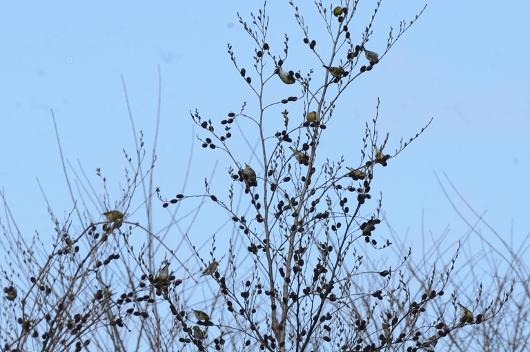 お山の鳥　2/15。