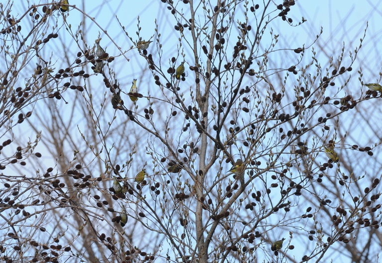 お山の鳥　2/15。