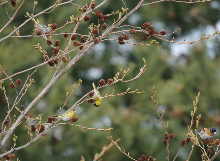 お山の鳥　2/15。