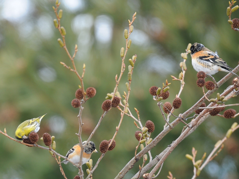 お山の鳥　2/15。