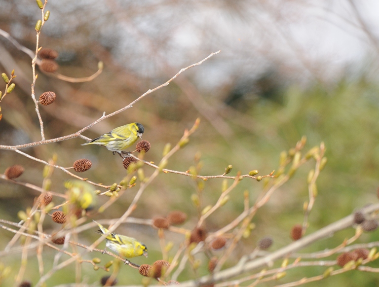 お山の鳥　2/15。