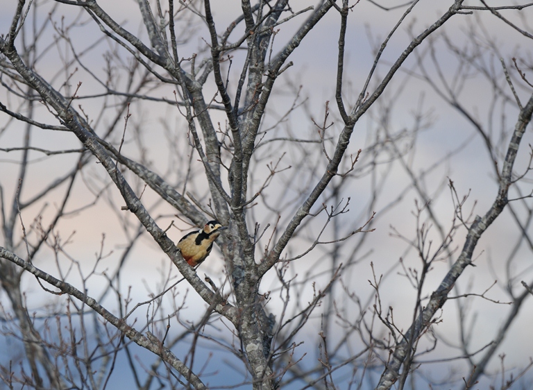 お山の鳥　2/15。