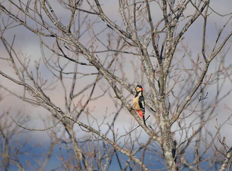 お山の鳥　2/15。