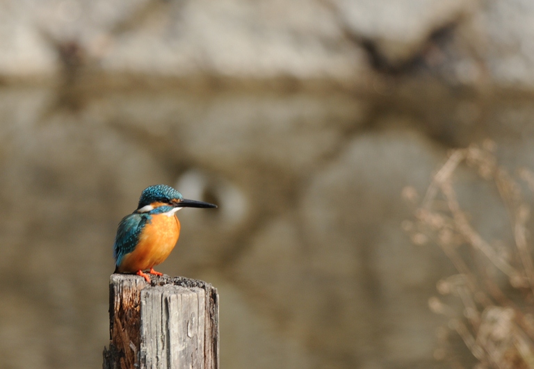 初撮りカワセミ。