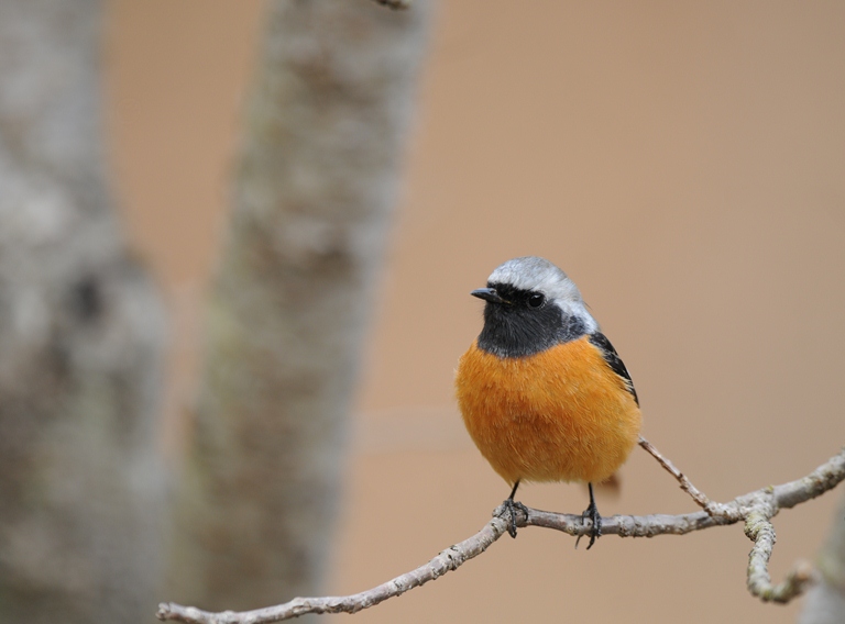 初撮りカワセミ。