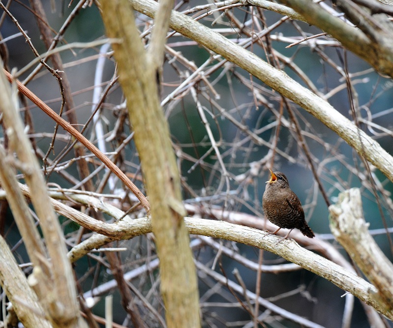 お山は春でした。3/20