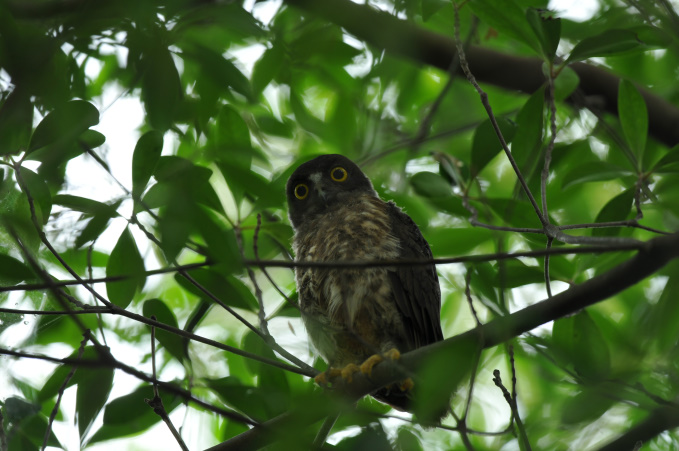 早く梅雨明けしないかな。