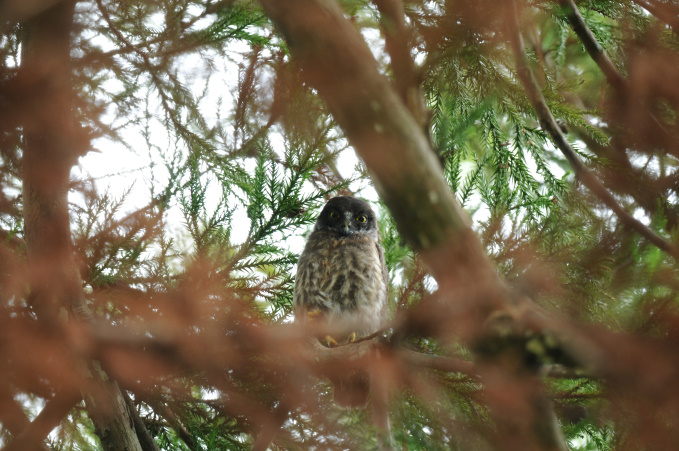 早く梅雨明けしないかな。
