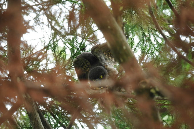 早く梅雨明けしないかな。
